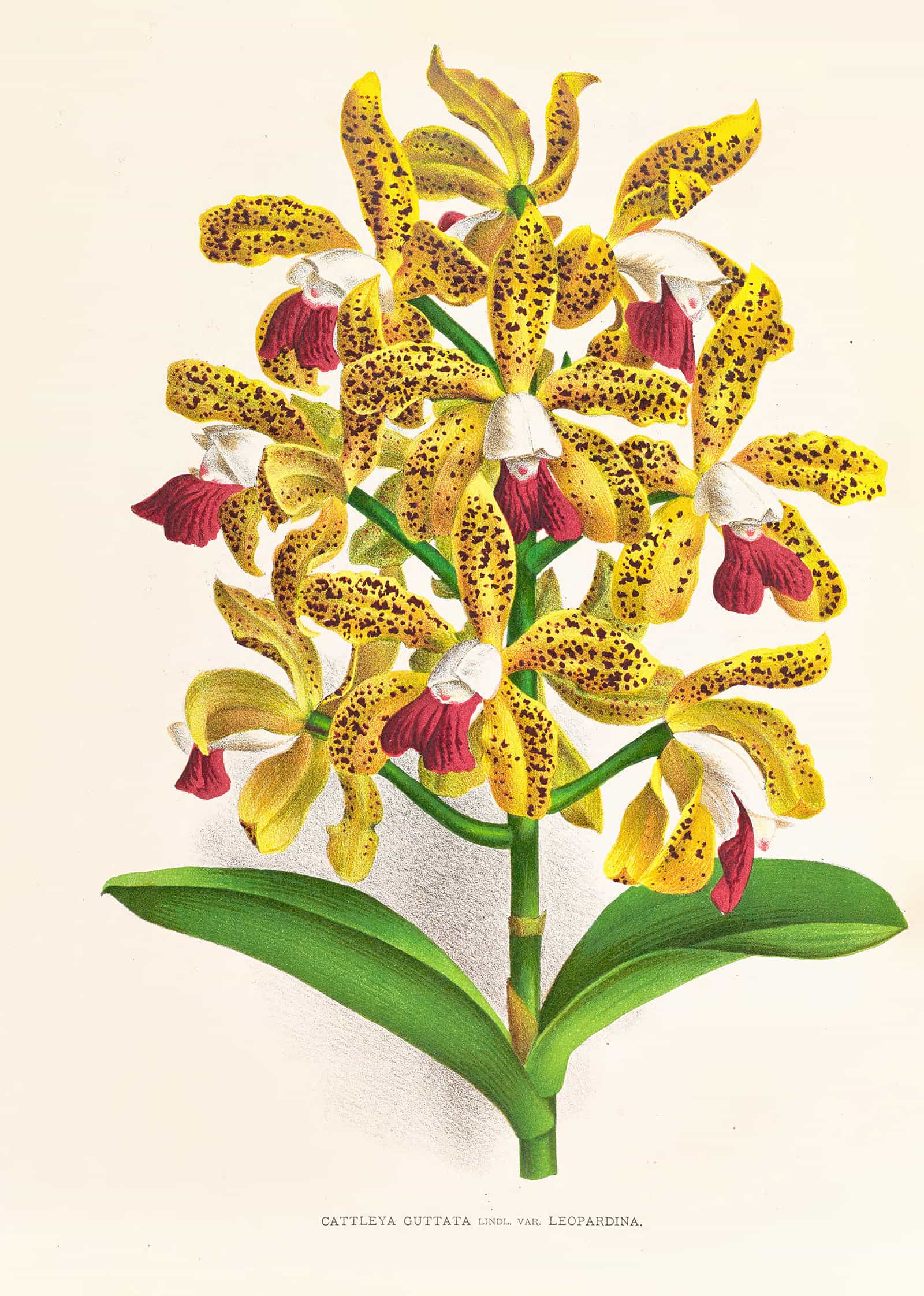 Cattleya Guttata by Jean Jules Linden
