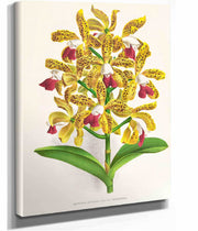 Cattleya Guttata by Jean Jules Linden