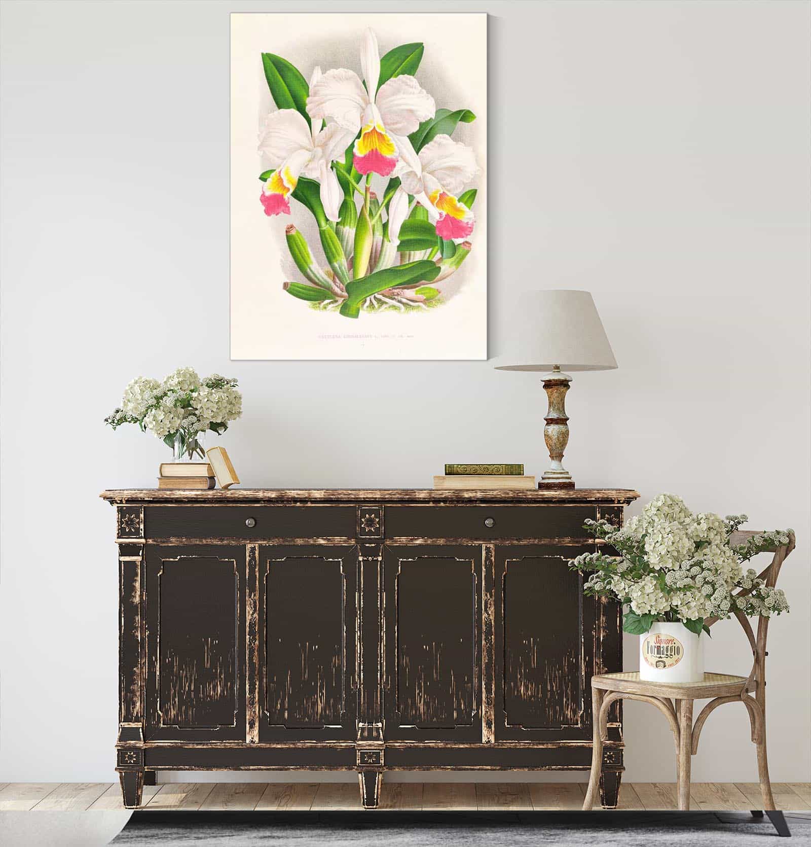 Cattleya Kimballiana by Jean Jules Linden