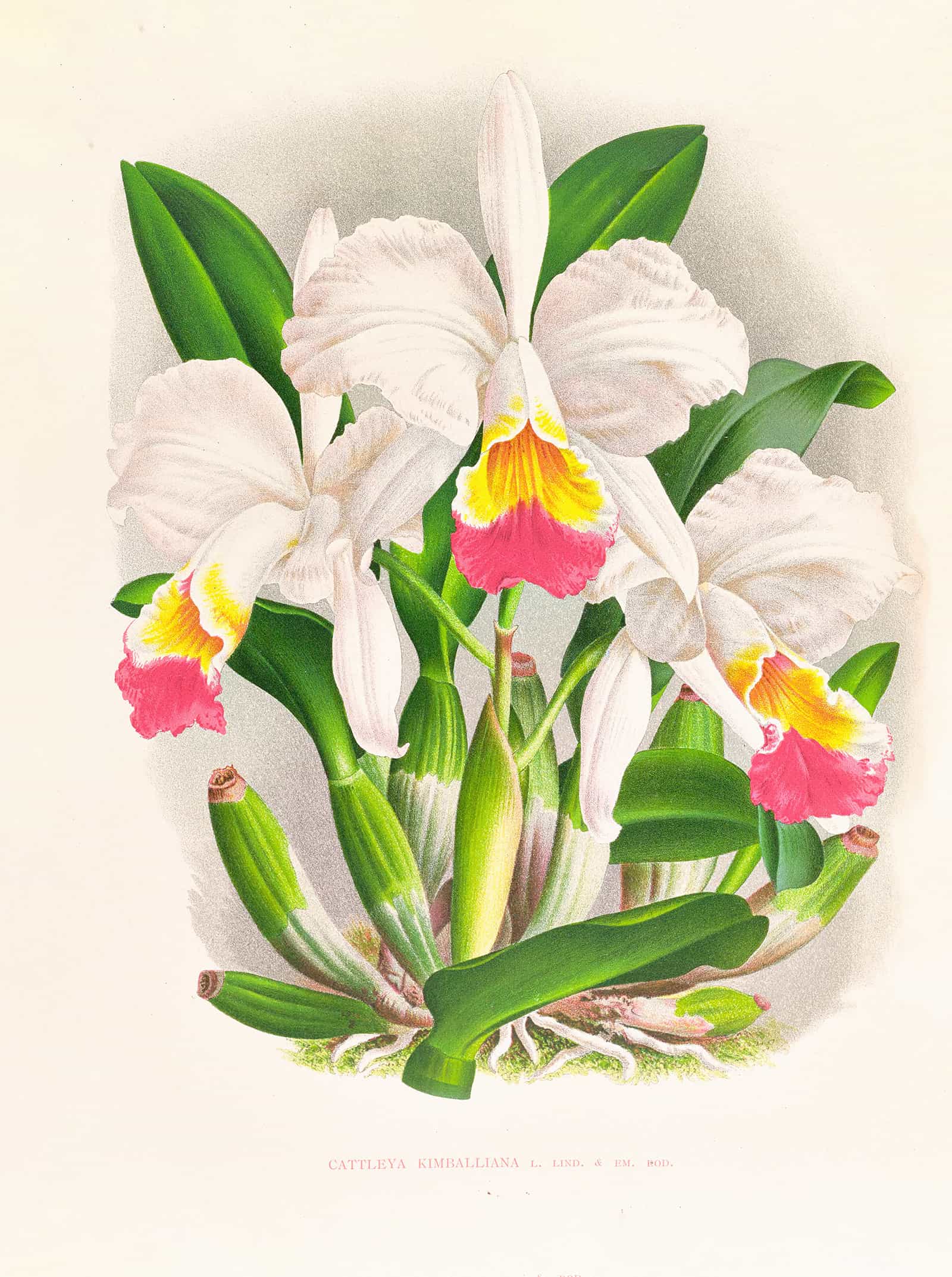 Cattleya Kimballiana by Jean Jules Linden