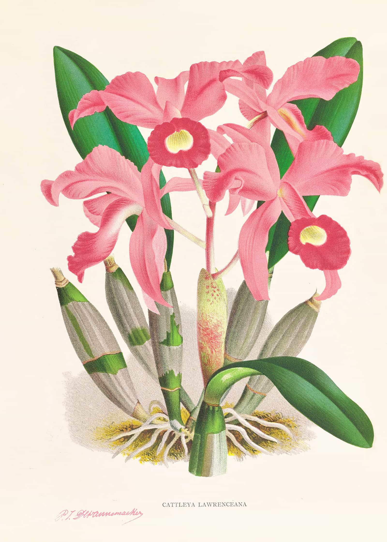 Cattleya Lawrenceana by Jean Jules Linden