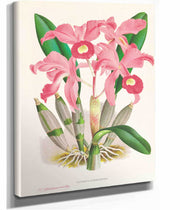 Cattleya Lawrenceana by Jean Jules Linden
