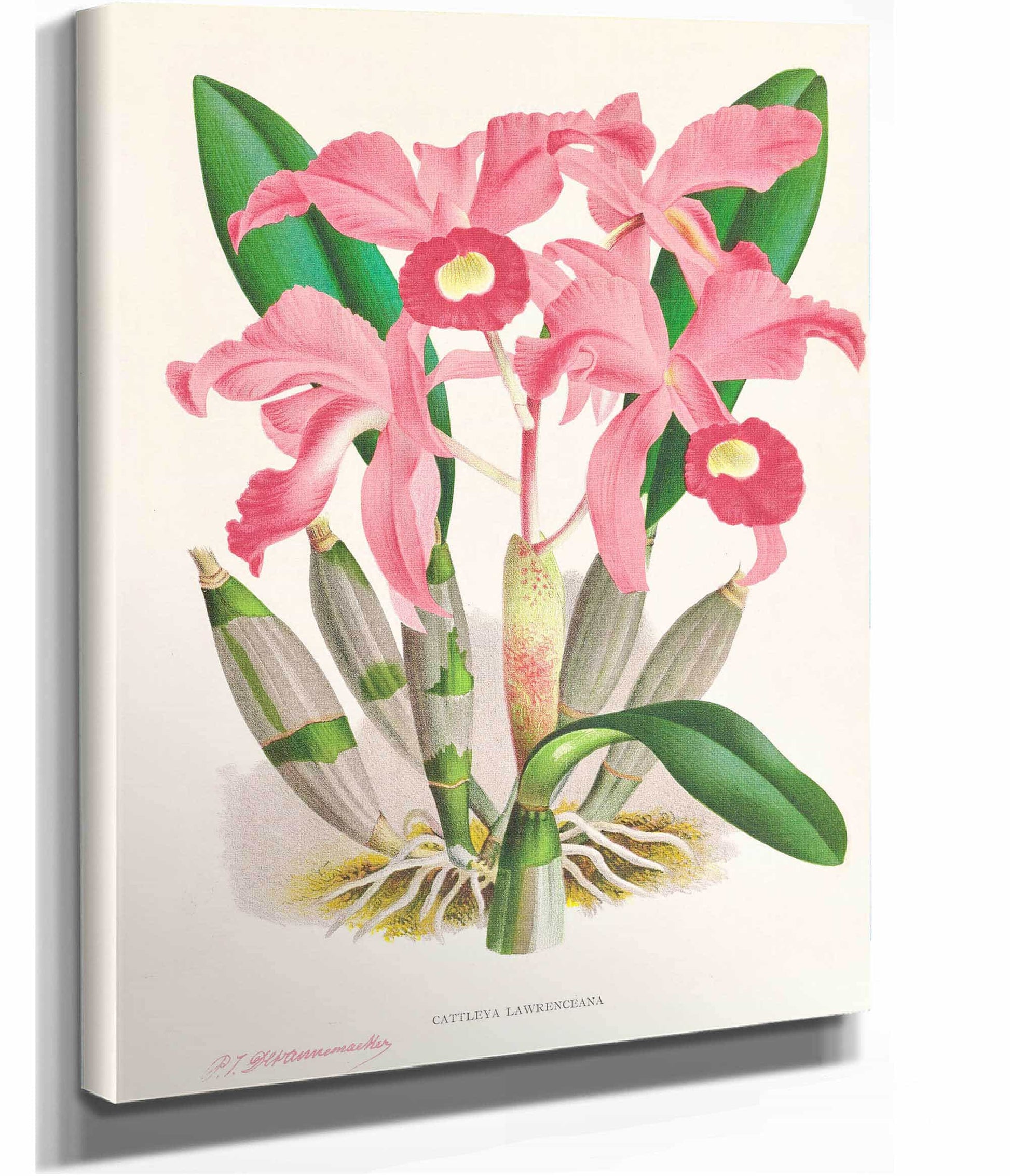 Cattleya Lawrenceana by Jean Jules Linden