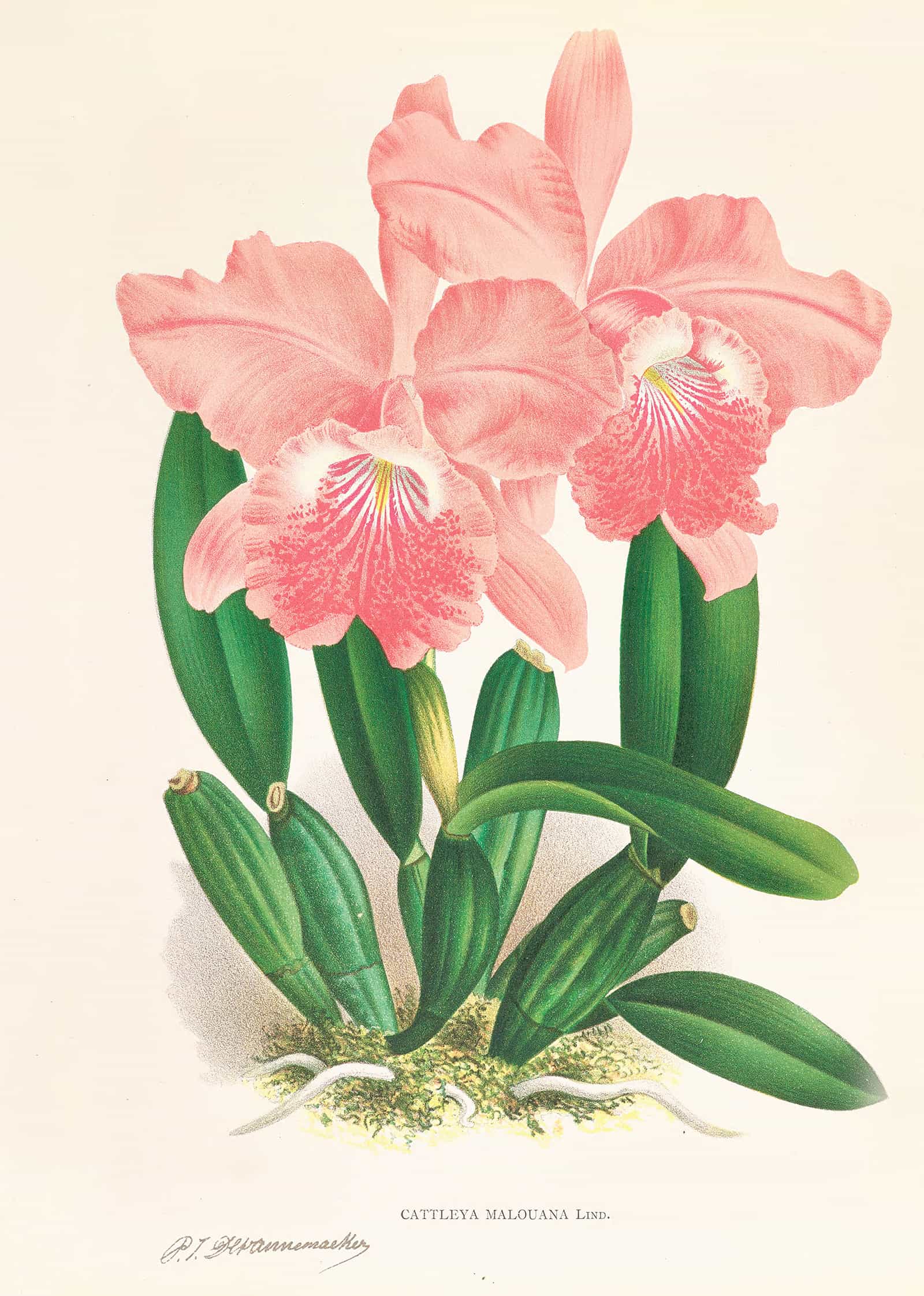 Cattleya Malouana by Jean Jules Linden
