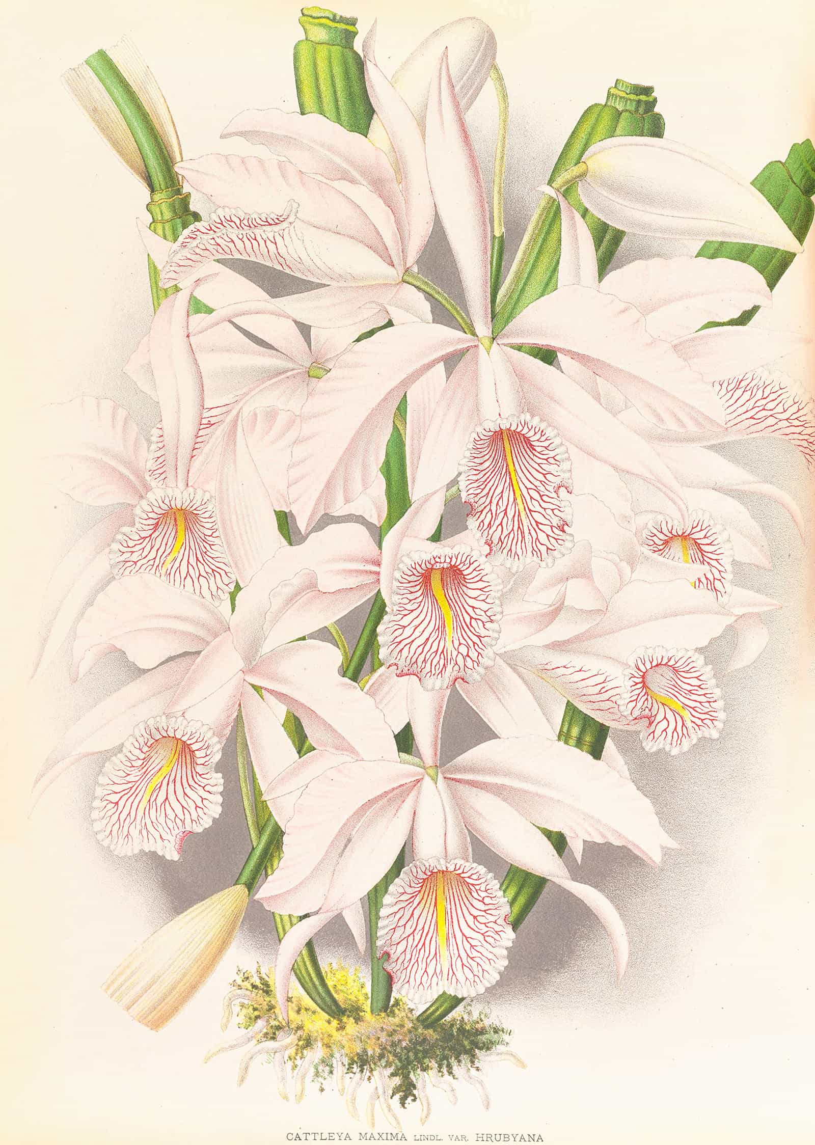 Cattleya Maxima by Jean Jules Linden