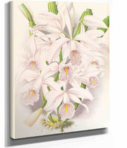 Cattleya Maxima by Jean Jules Linden