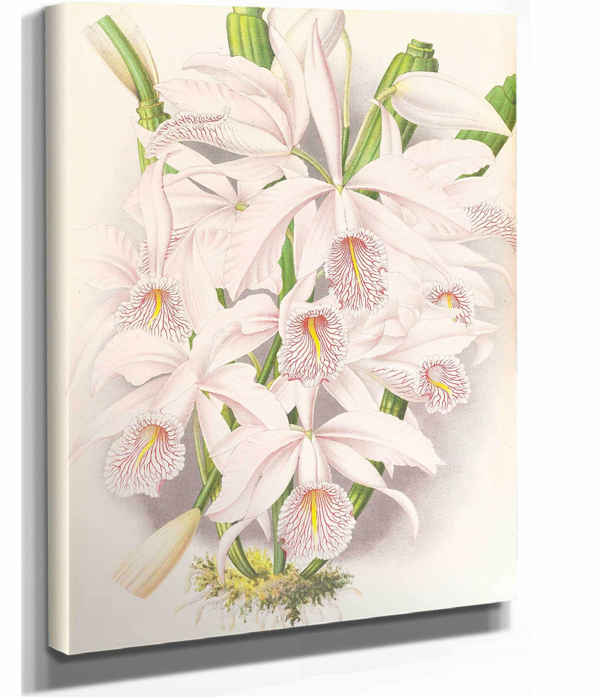 Cattleya Maxima by Jean Jules Linden