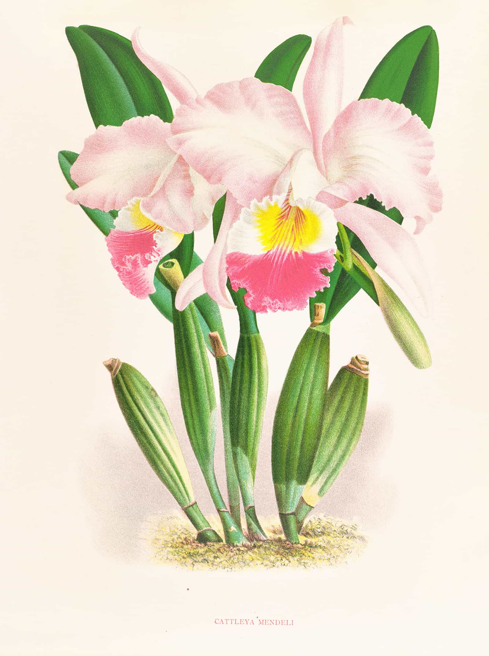 Cattleya Mendeli by Jean Jules Linden