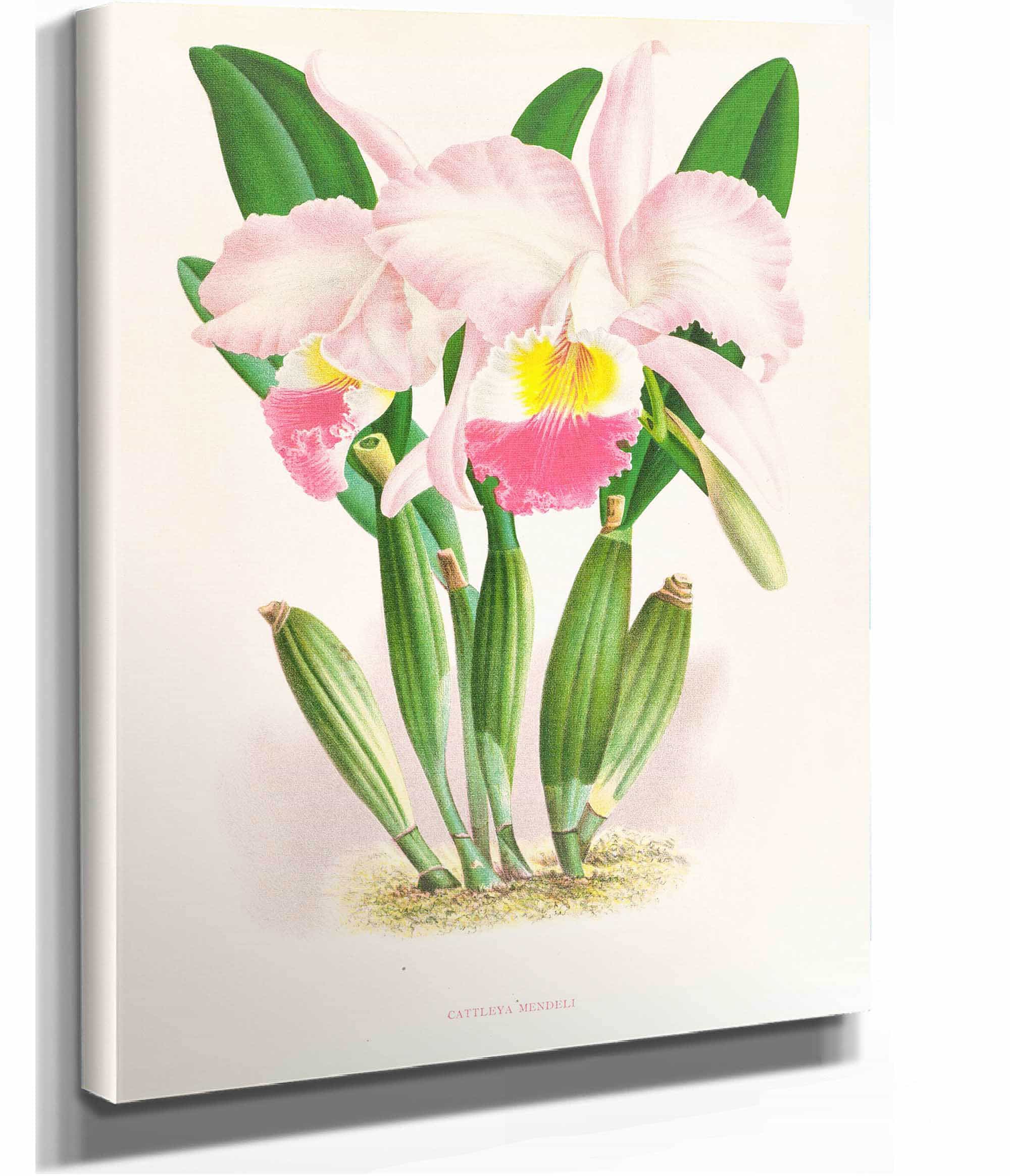 Cattleya Mendeli by Jean Jules Linden