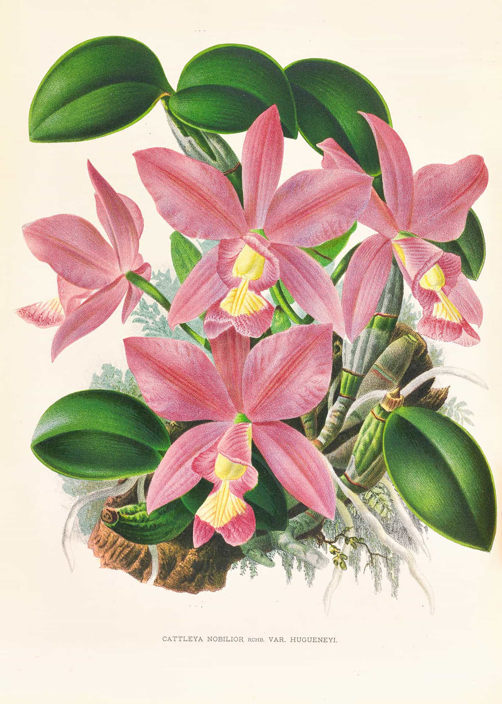 Cattleya Nobilior by Jean Jules Linden