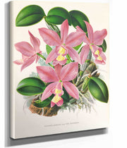 Cattleya Nobilior by Jean Jules Linden