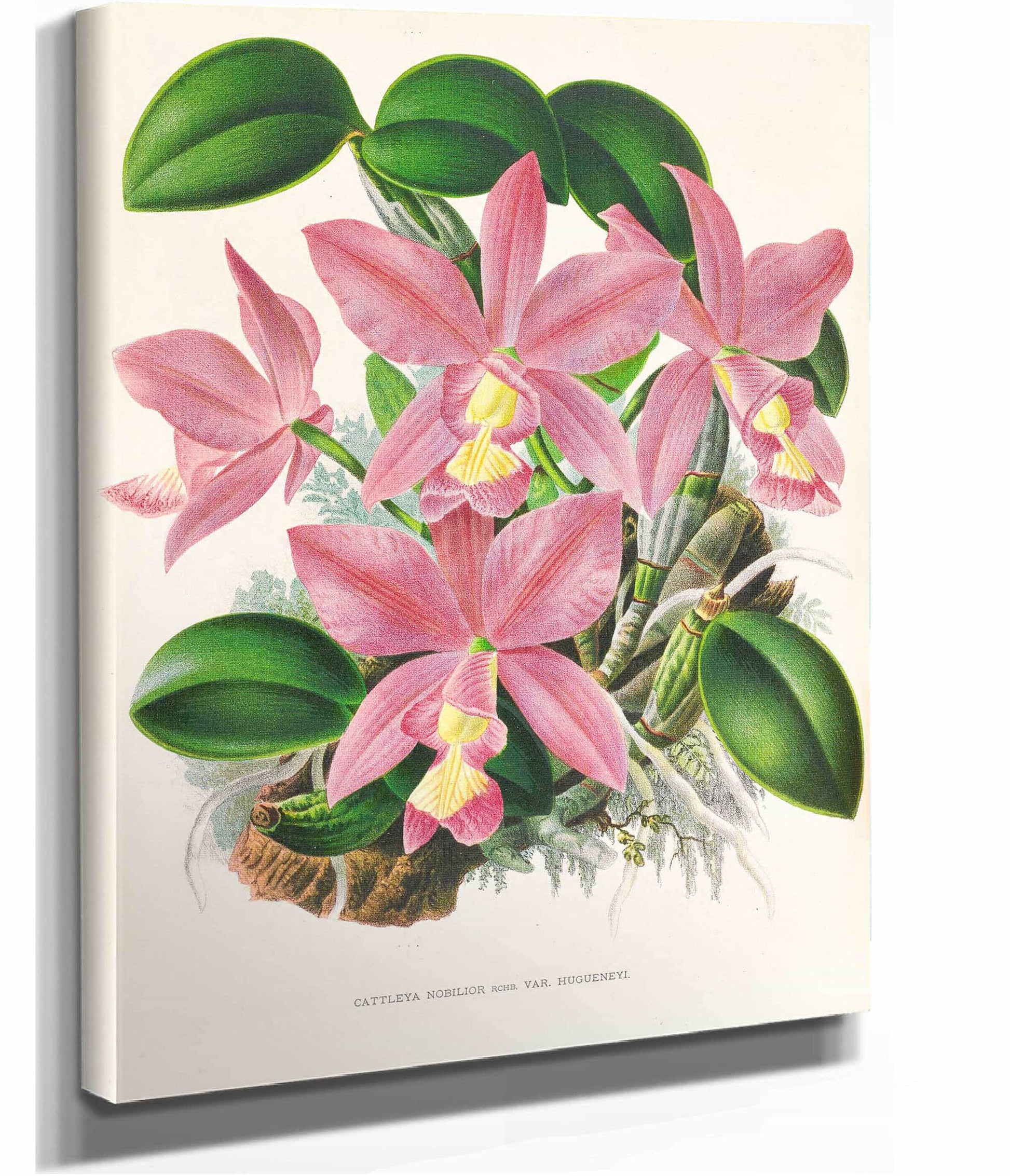 Cattleya Nobilior by Jean Jules Linden