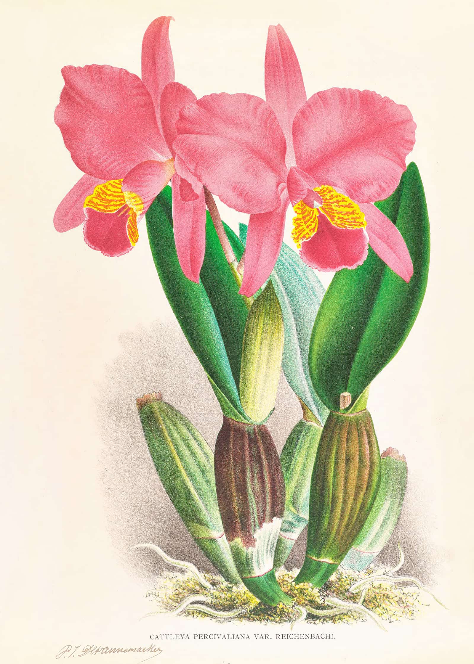 Cattleya Percivaliana Var Reichenbachi by Jean Jules Linden