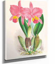 Cattleya Percivaliana Var Reichenbachi by Jean Jules Linden