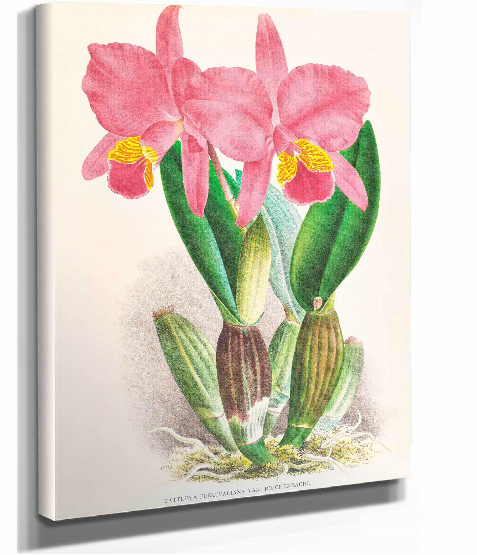 Cattleya Percivaliana Var Reichenbachi by Jean Jules Linden