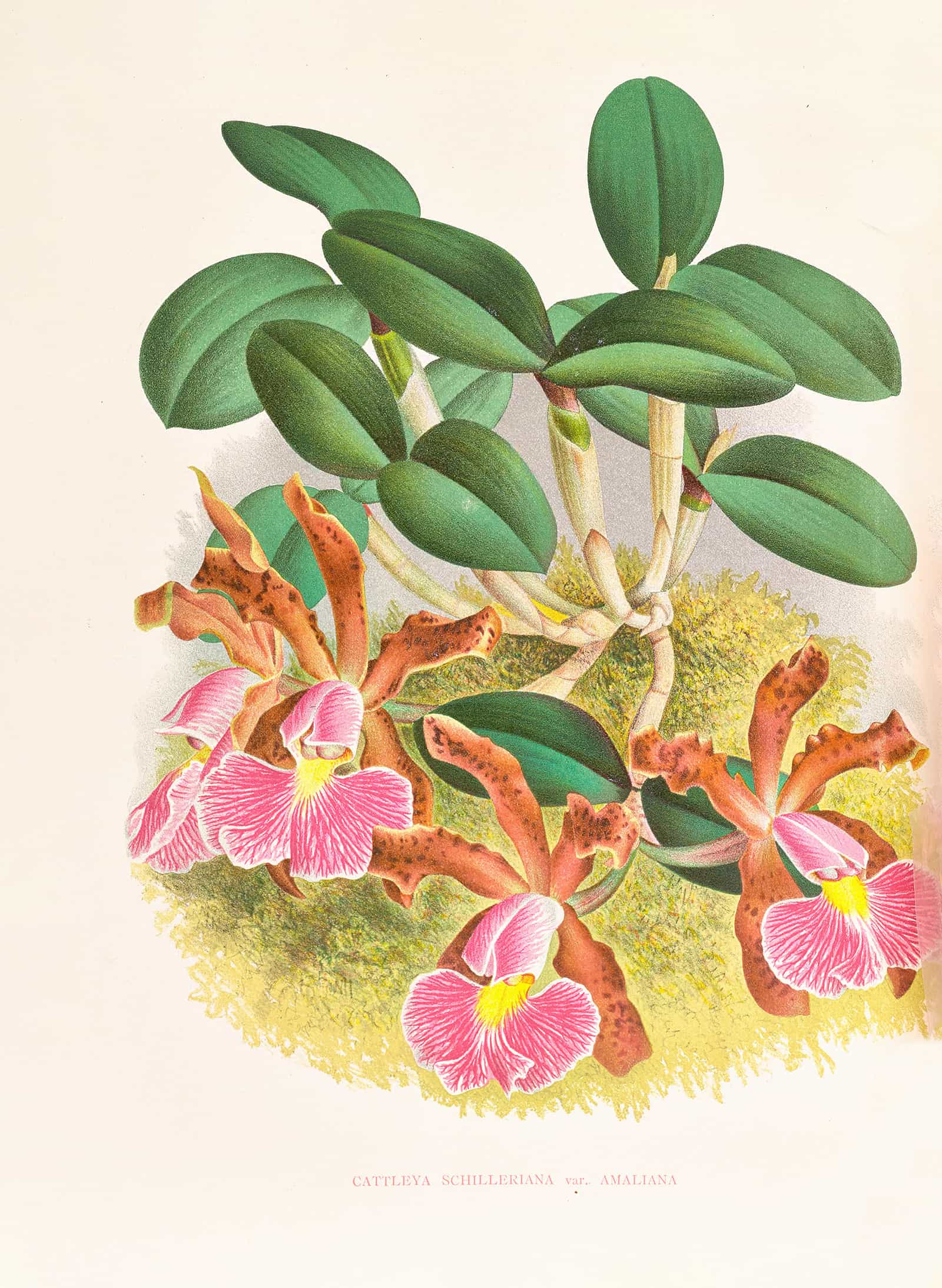 Cattleya Schilleriana by Jean Jules Linden