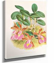 Cattleya Schilleriana by Jean Jules Linden