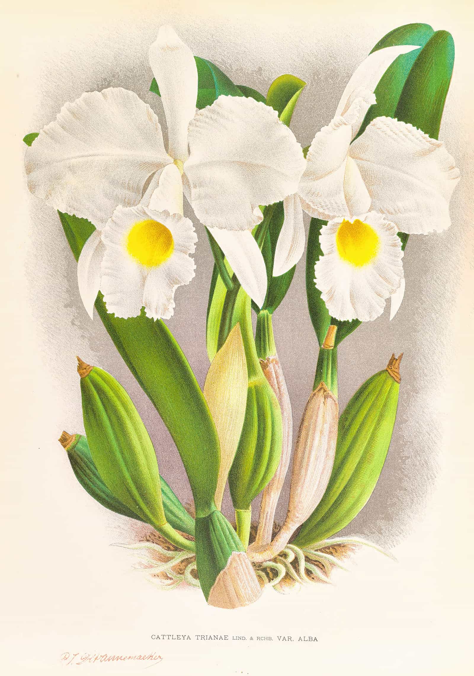 Cattleya Trianae by Jean Jules Linden