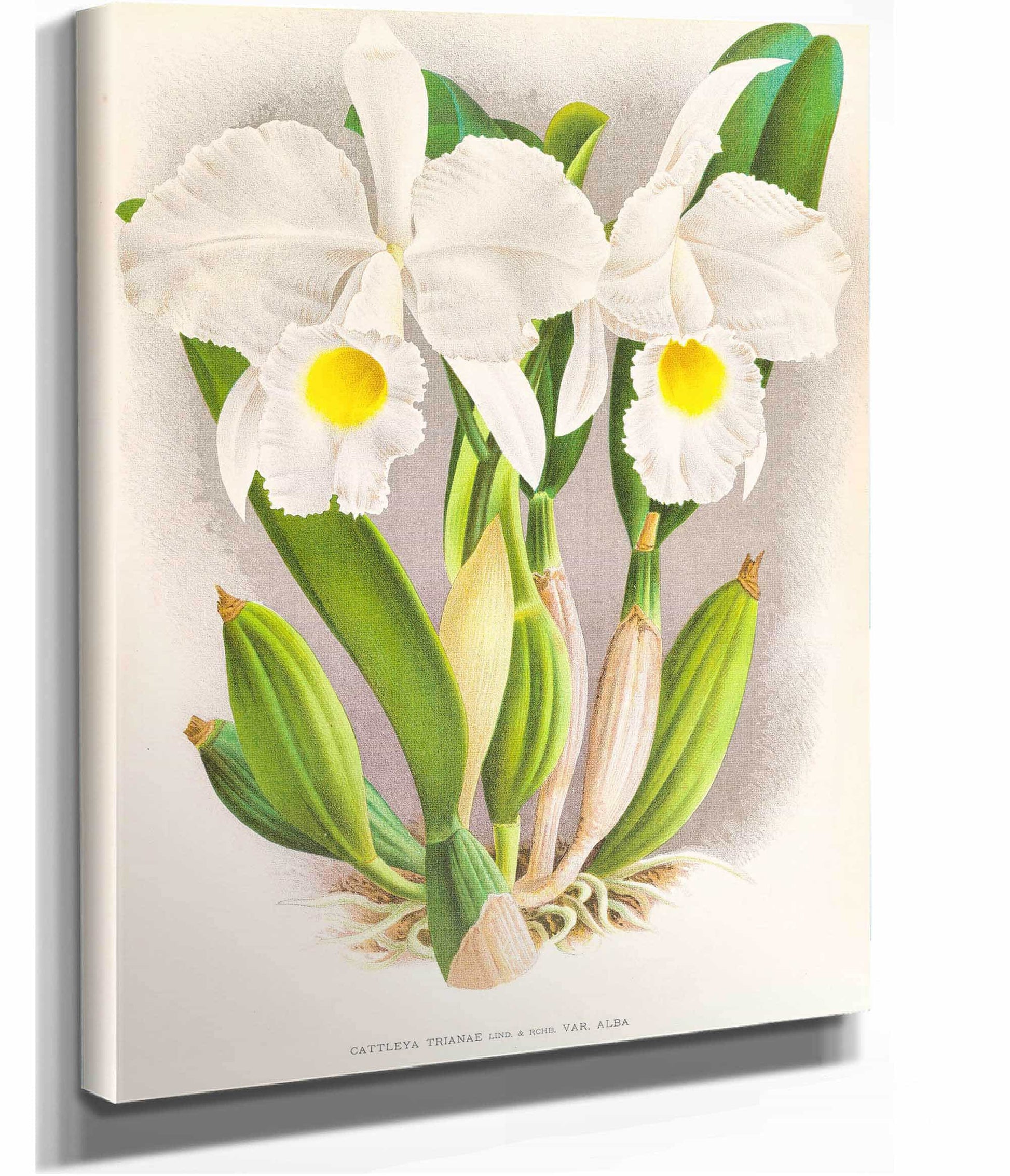 Cattleya Trianae by Jean Jules Linden