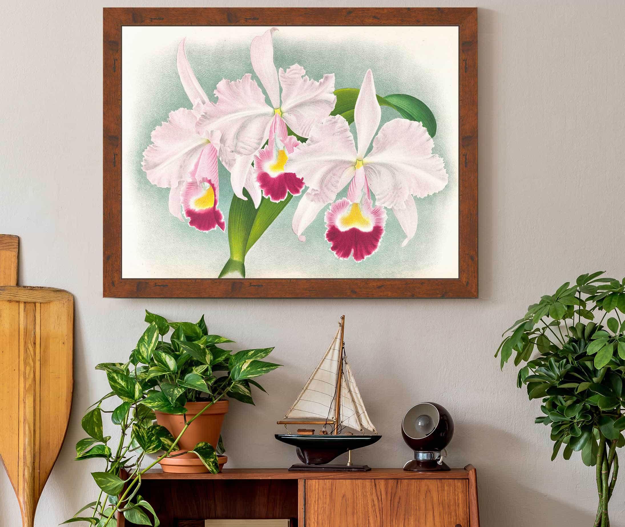 Cattleya Trianae Var Martin Cahuzac by Jean Jules Linden