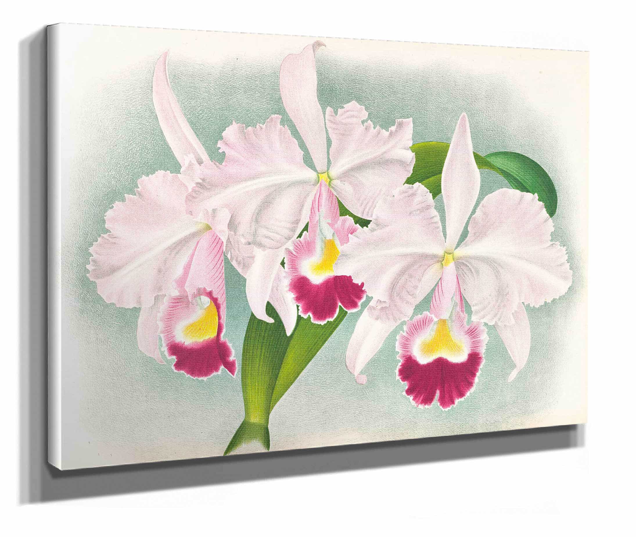 Cattleya Trianae Var Martin Cahuzac by Jean Jules Linden