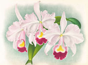 Cattleya Trianae Var Martin Cahuzac by Jean Jules Linden