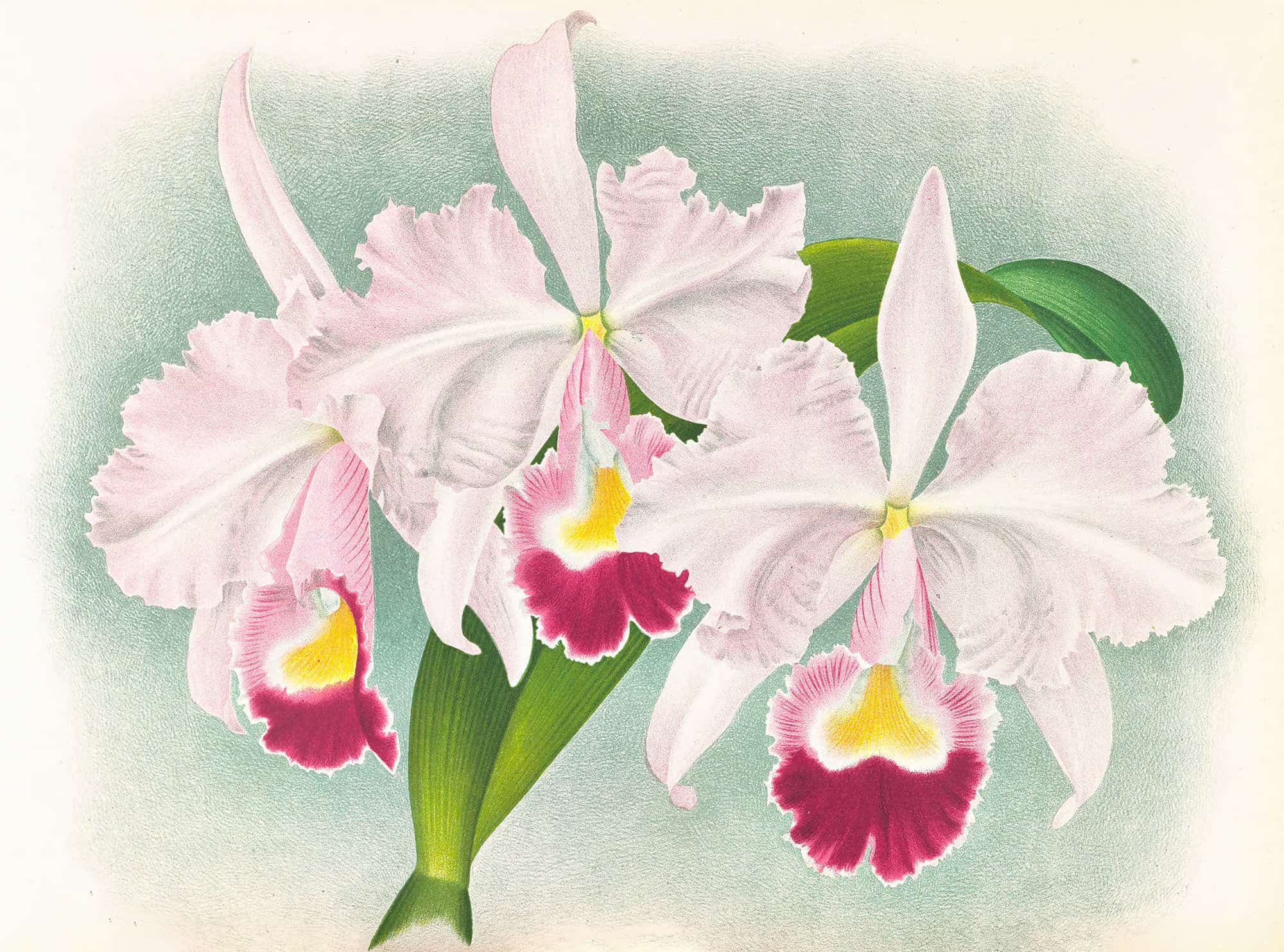 Cattleya Trianae Var Martin Cahuzac by Jean Jules Linden