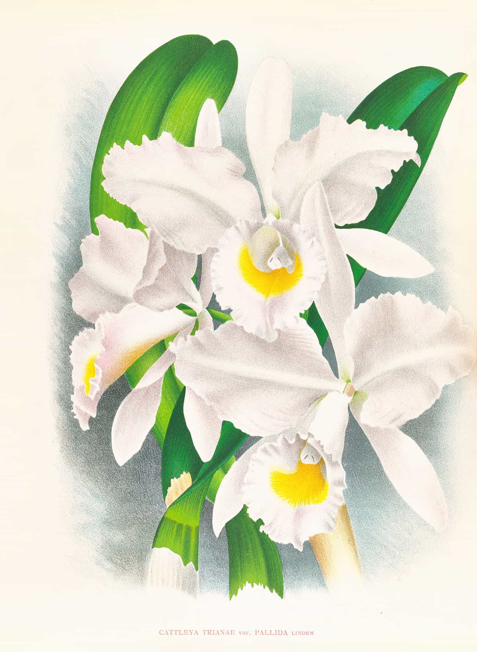 Cattleya Trianae Var Pallida by Jean Jules Linden