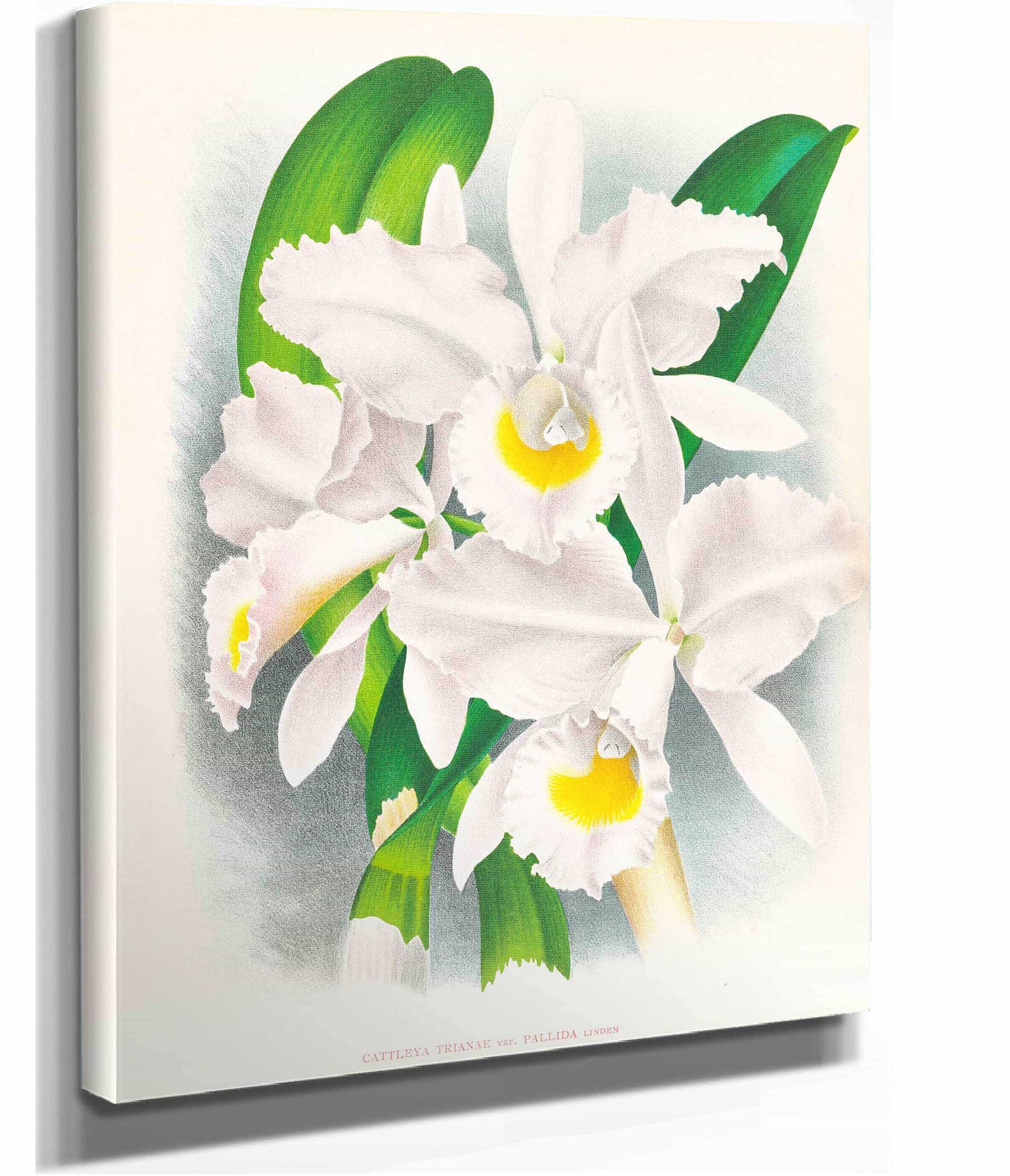 Cattleya Trianae Var Pallida by Jean Jules Linden