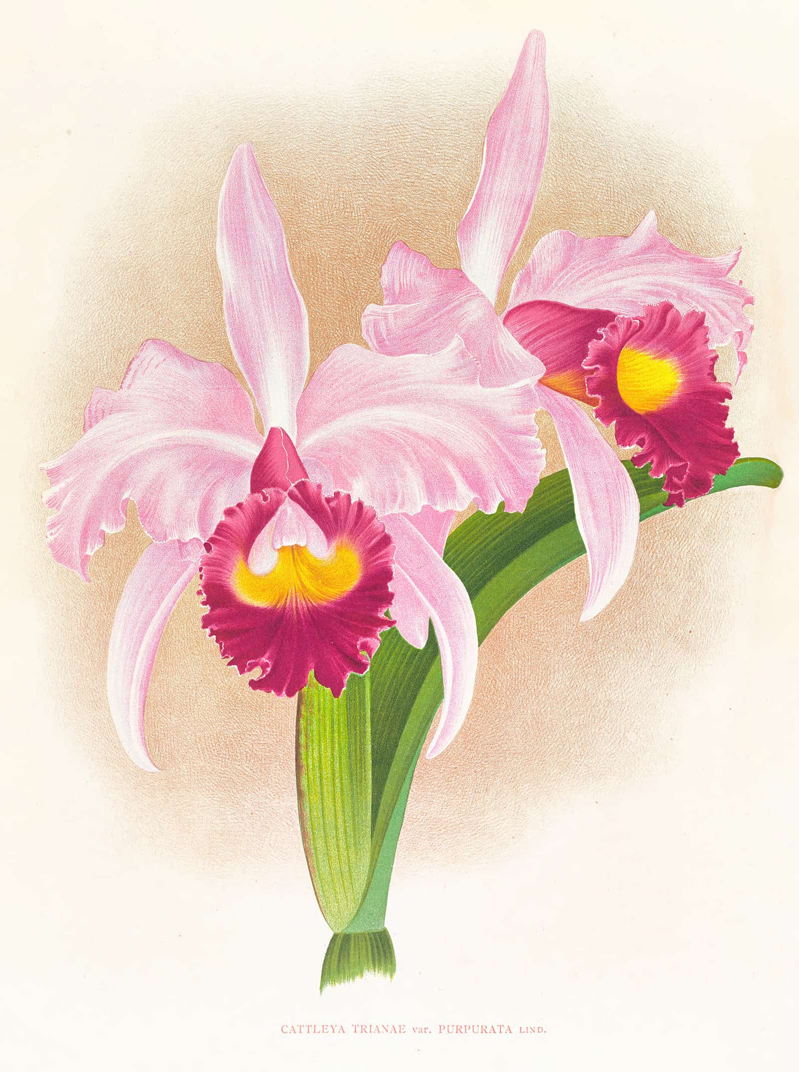 Cattleya Trianae Var Purpurata by Jean Jules Linden