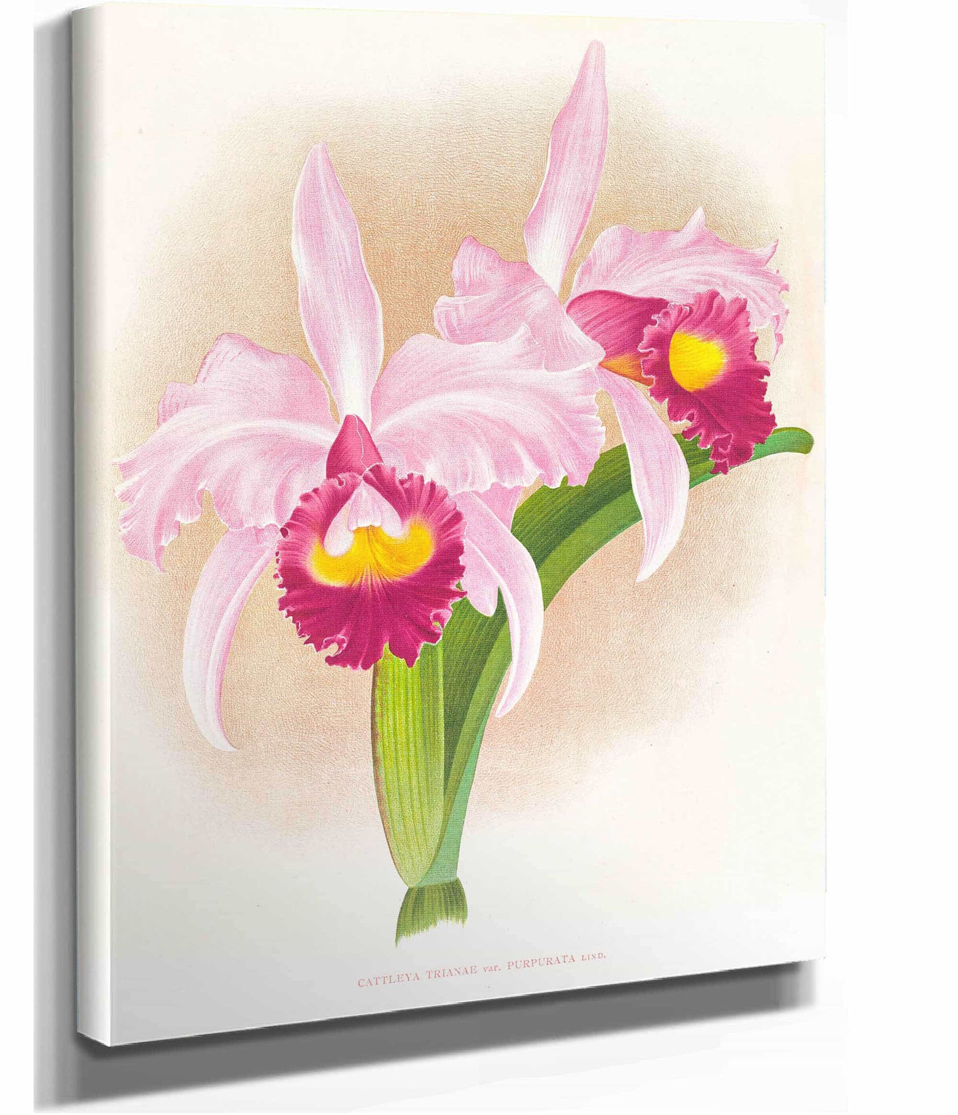 Cattleya Trianae Var Purpurata by Jean Jules Linden
