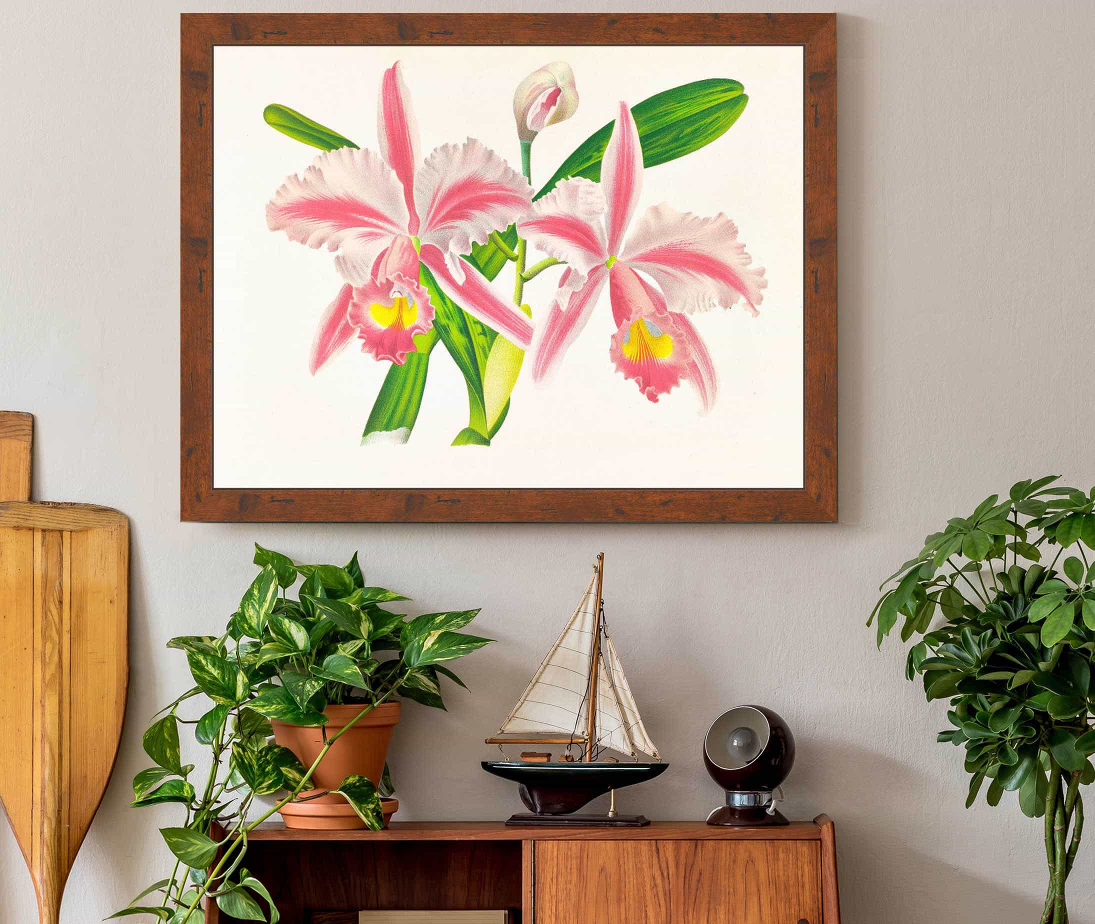 Cattleya Trianae Var Striata by Jean Jules Linden