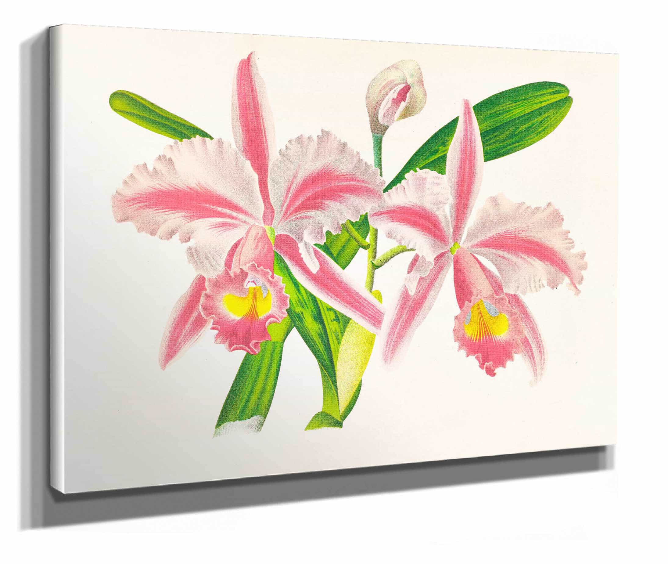 Cattleya Trianae Var Striata by Jean Jules Linden