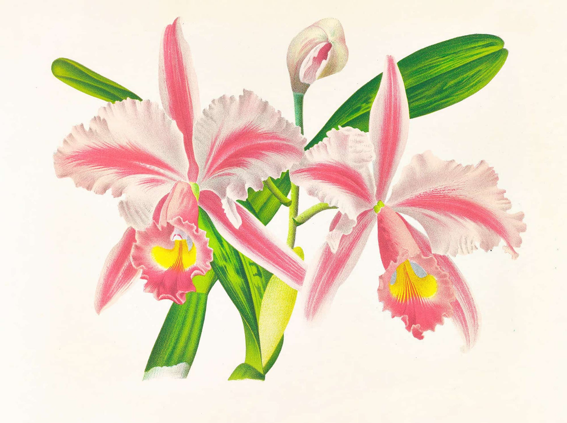 Cattleya Trianae Var Striata by Jean Jules Linden