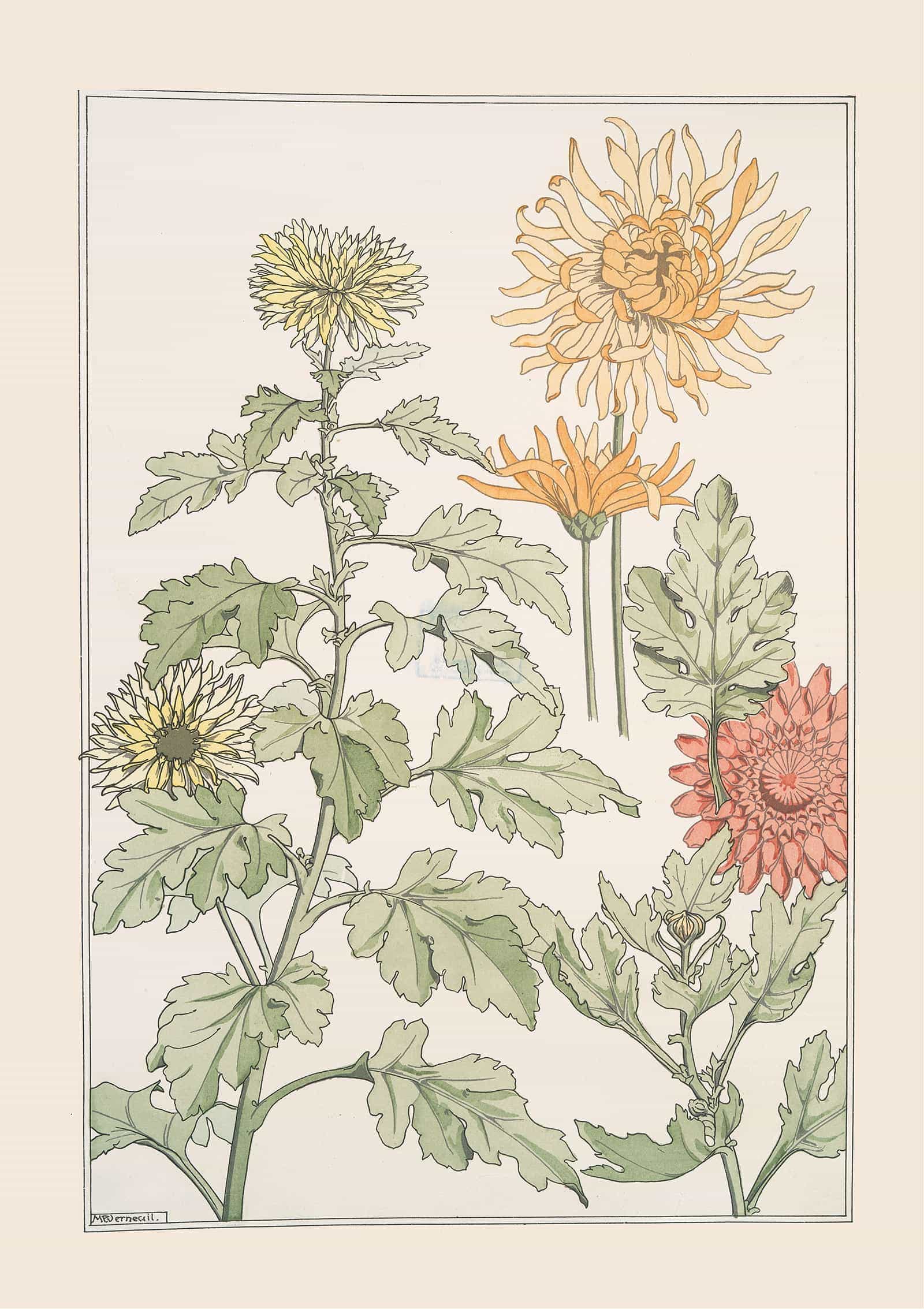 Chrysantheme by Maurice Pillard Verneuil
