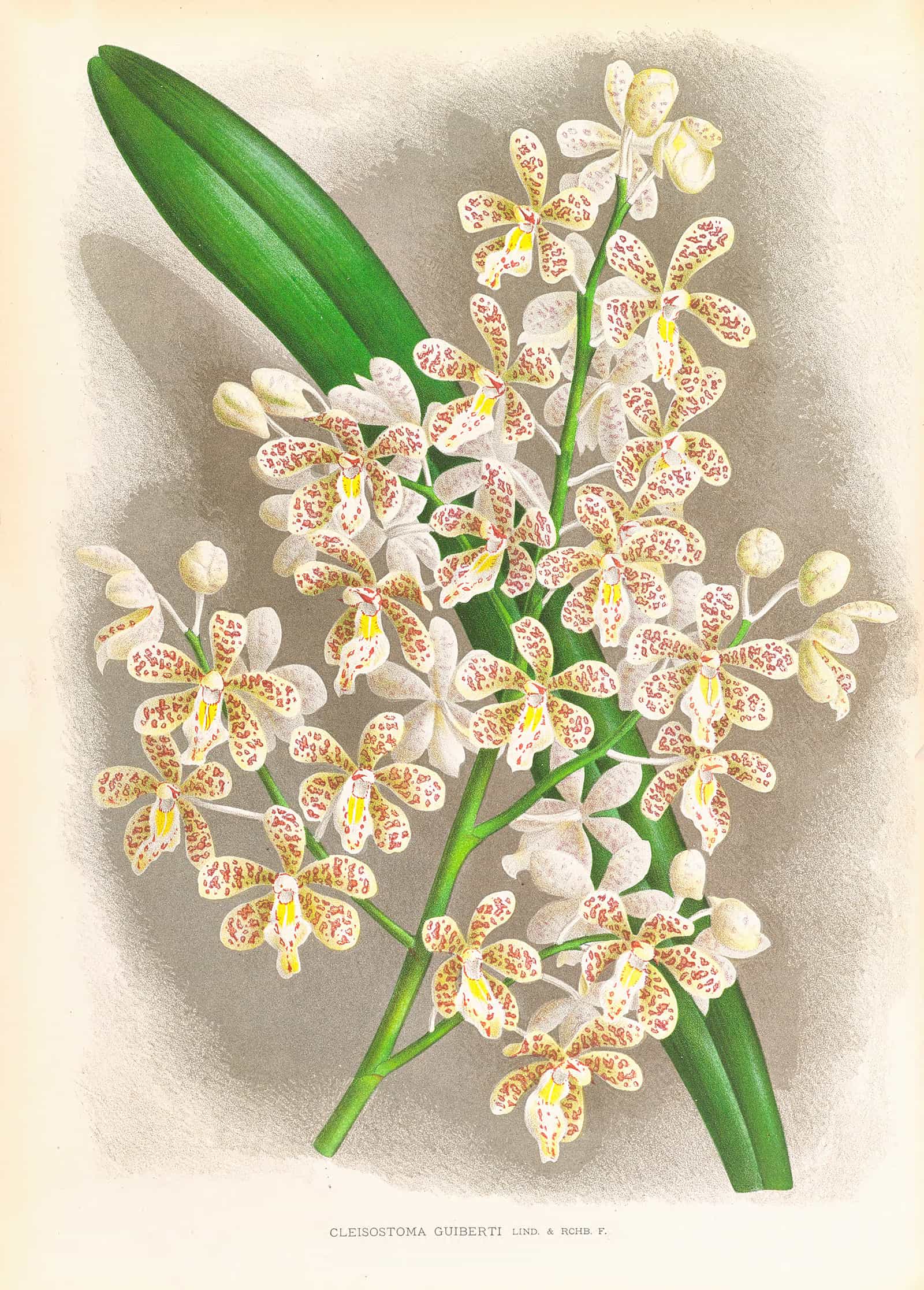 Cleisostoma Guiberti by Jean Jules Linden