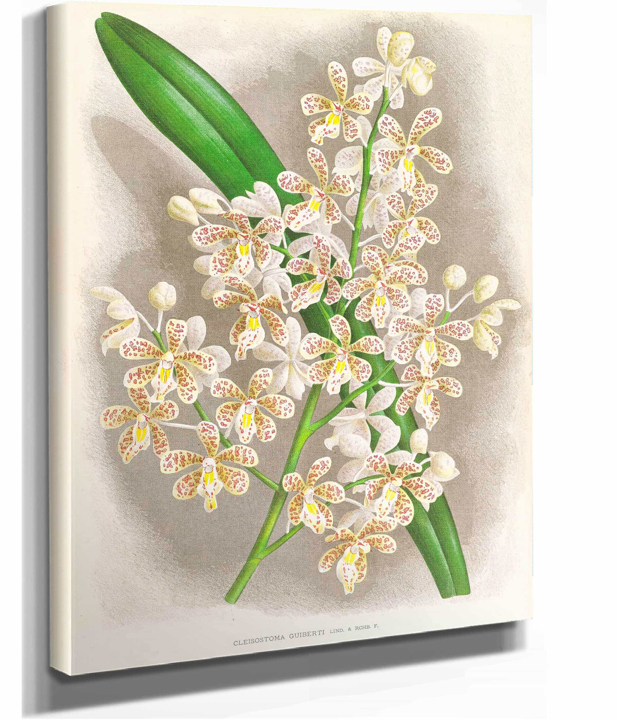 Cleisostoma Guiberti by Jean Jules Linden