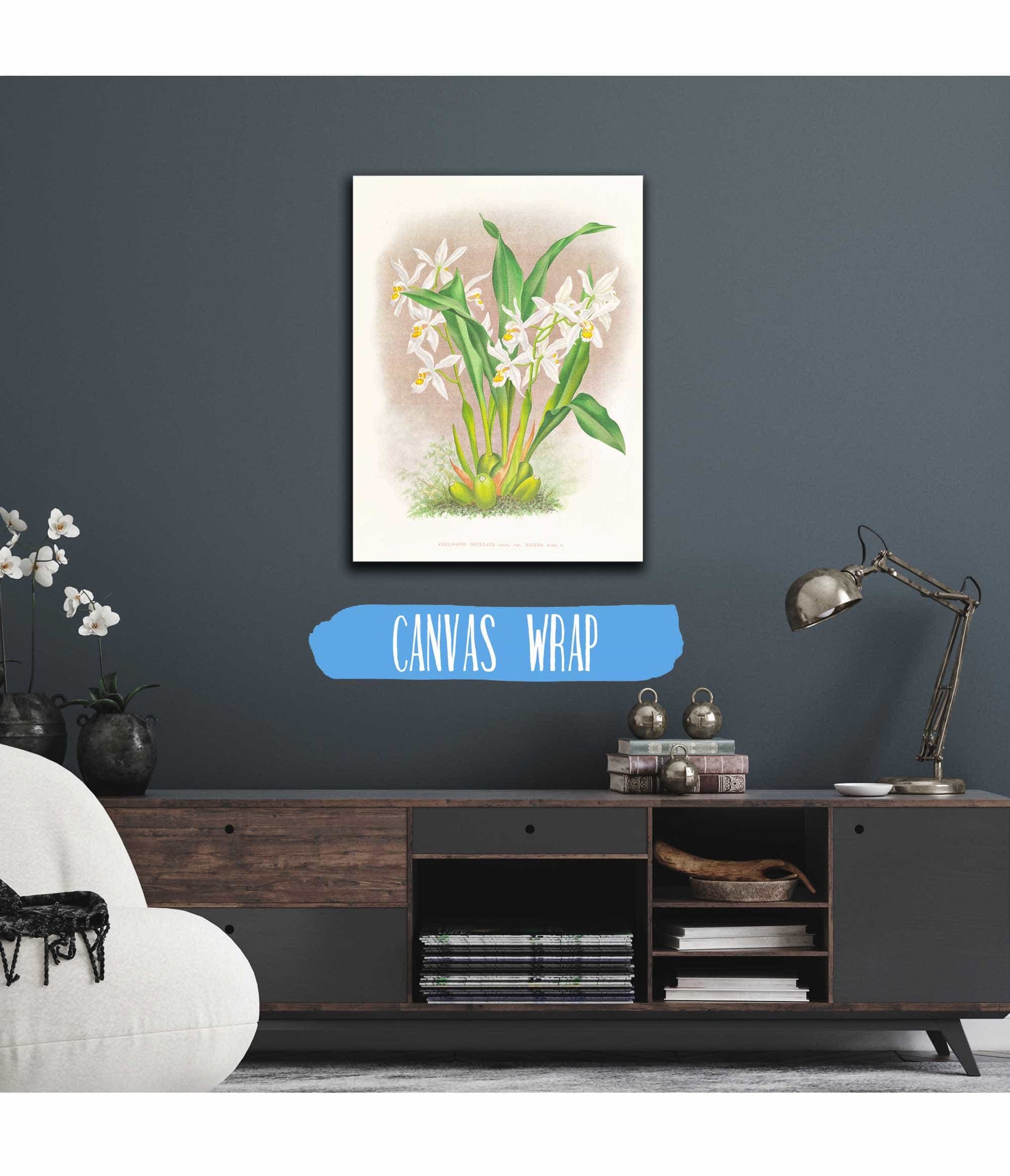 Coelogyne Ocellata by Jean Jules Linden
