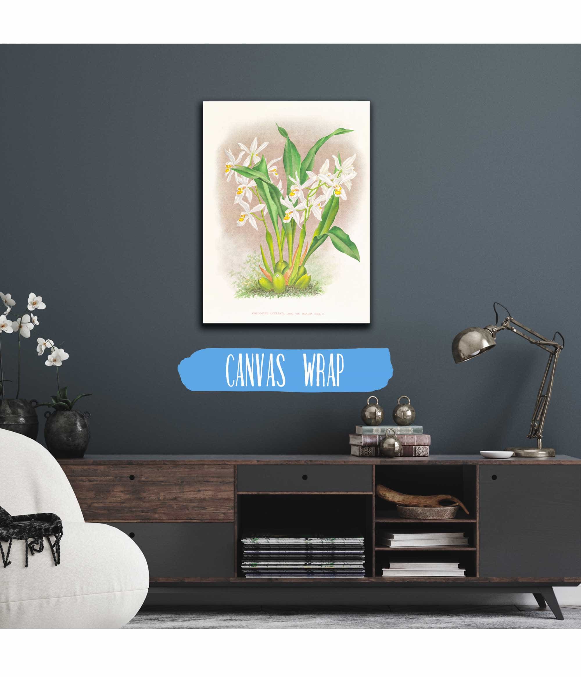 Coelogyne Ocellata by Jean Jules Linden