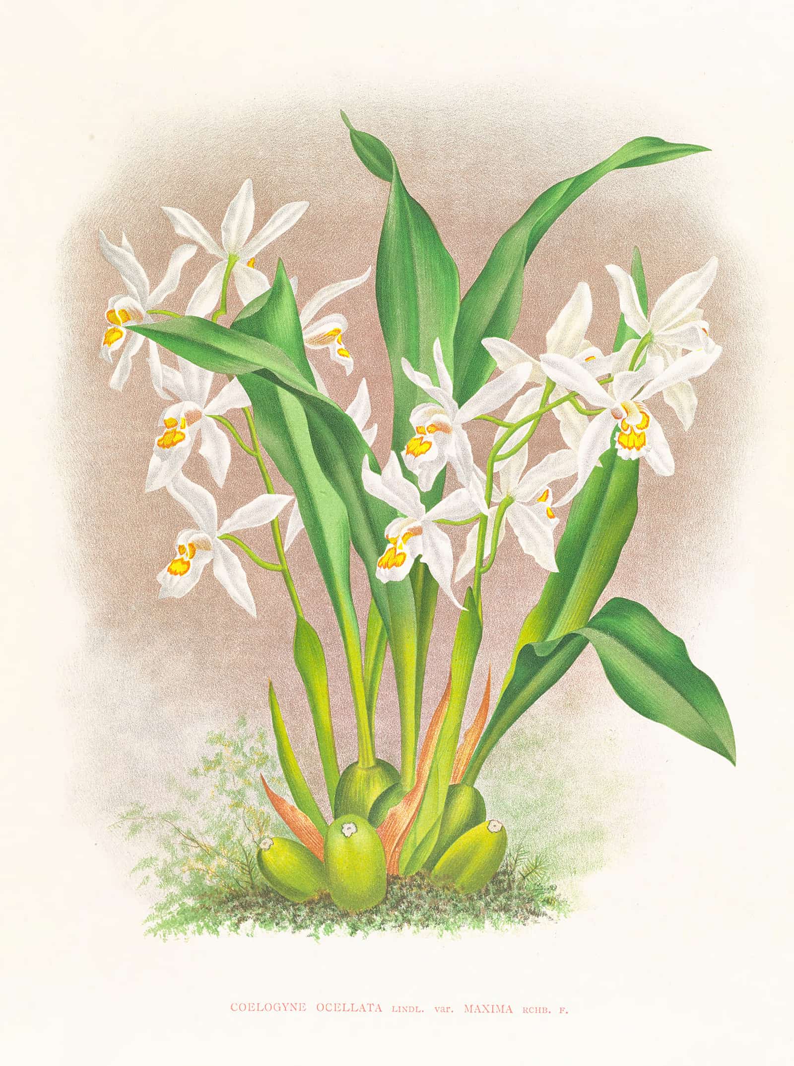 Coelogyne Ocellata by Jean Jules Linden