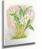 Coelogyne Ocellata by Jean Jules Linden