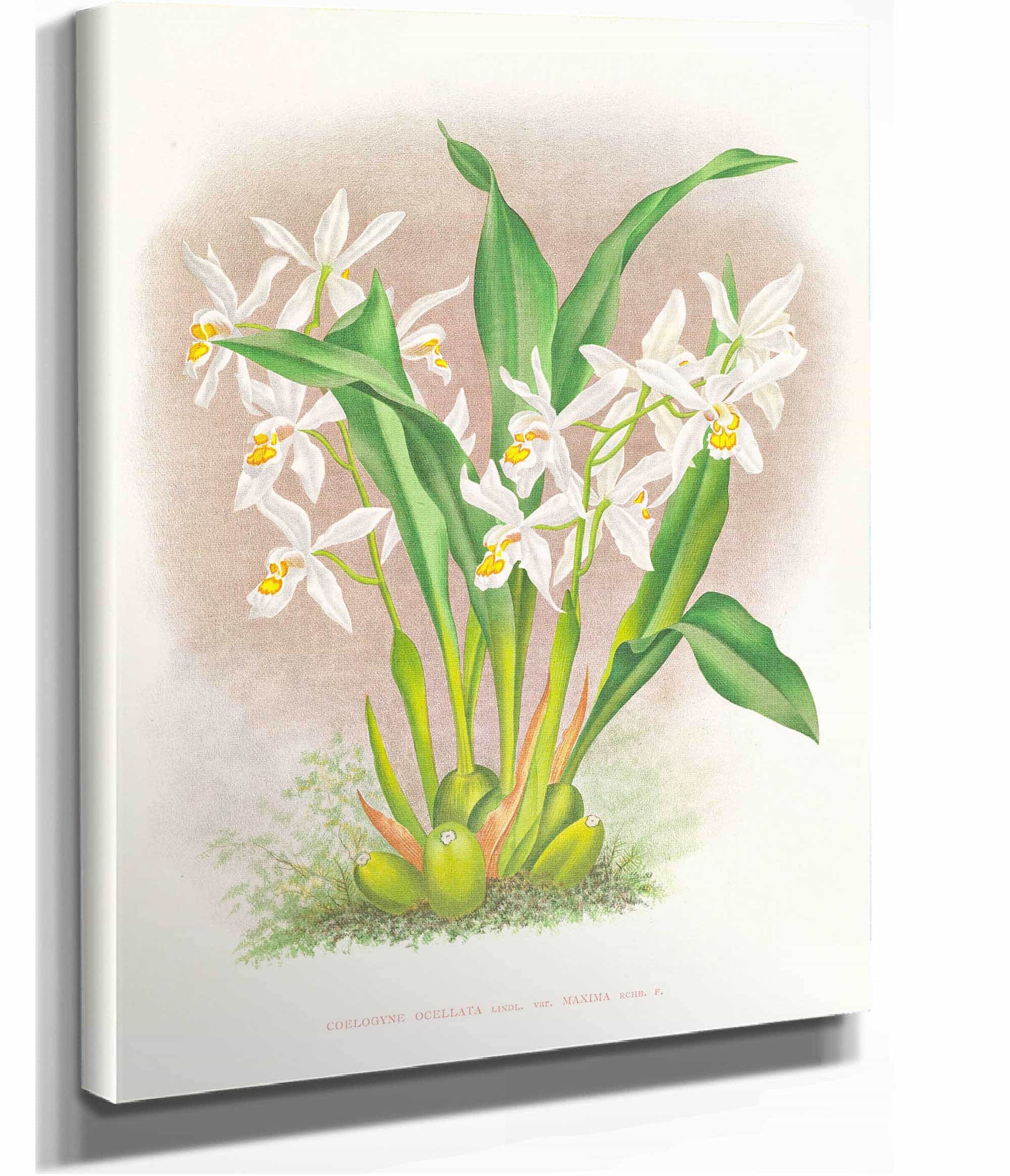 Coelogyne Ocellata by Jean Jules Linden