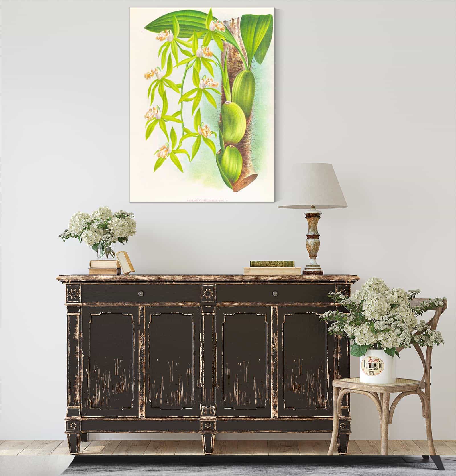 Coelogyne Peltastes by Jean Jules Linden