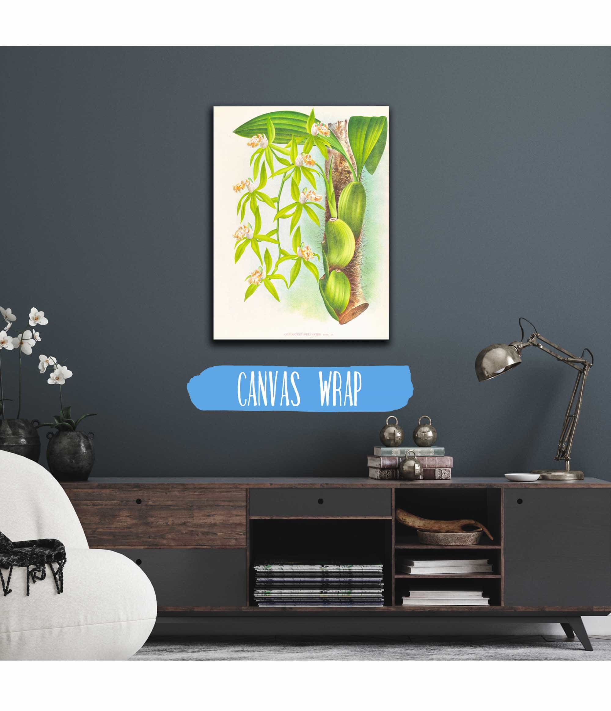 Coelogyne Peltastes by Jean Jules Linden