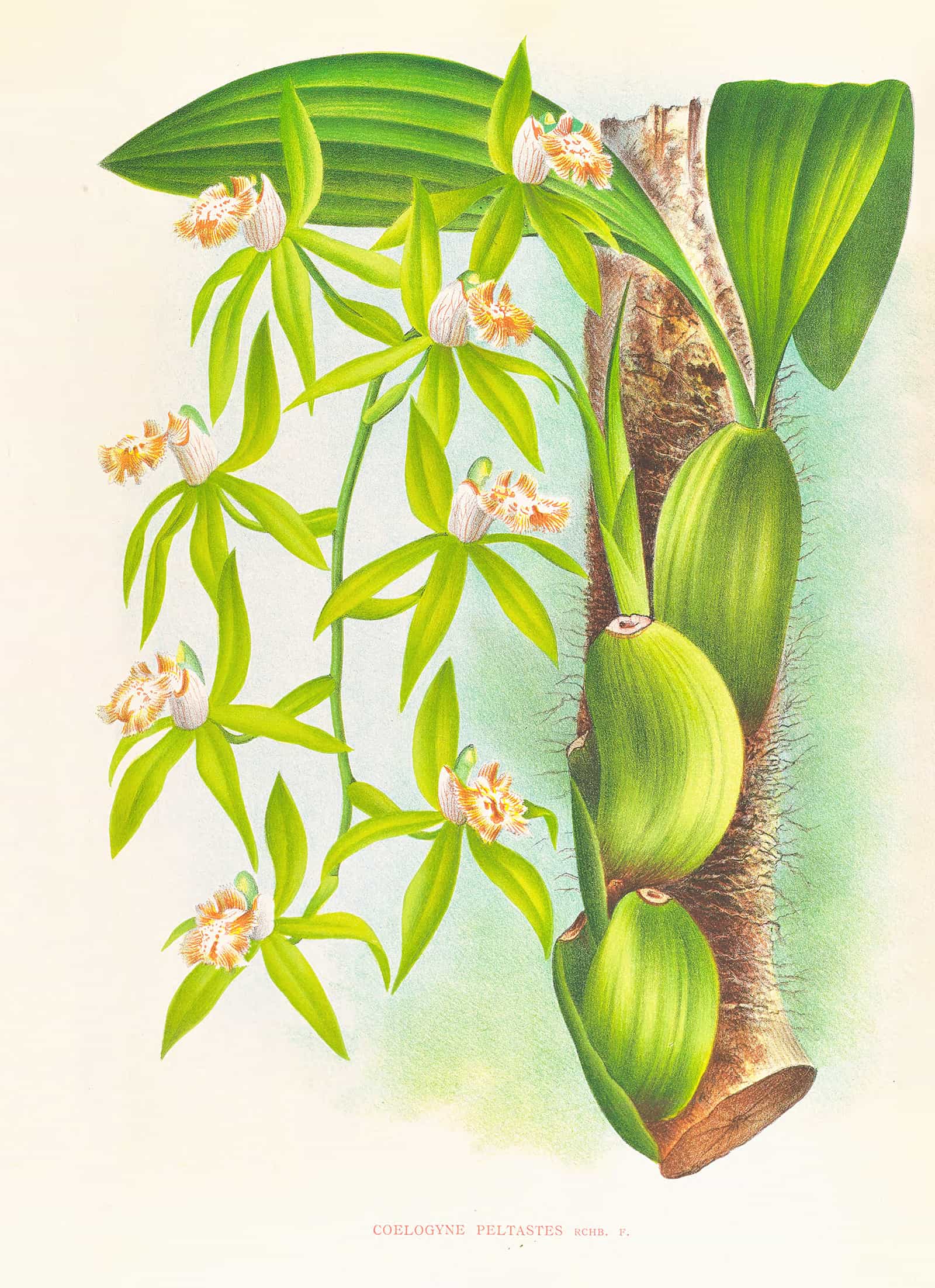 Coelogyne Peltastes by Jean Jules Linden