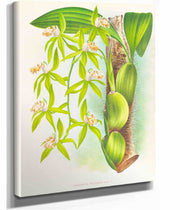 Coelogyne Peltastes by Jean Jules Linden