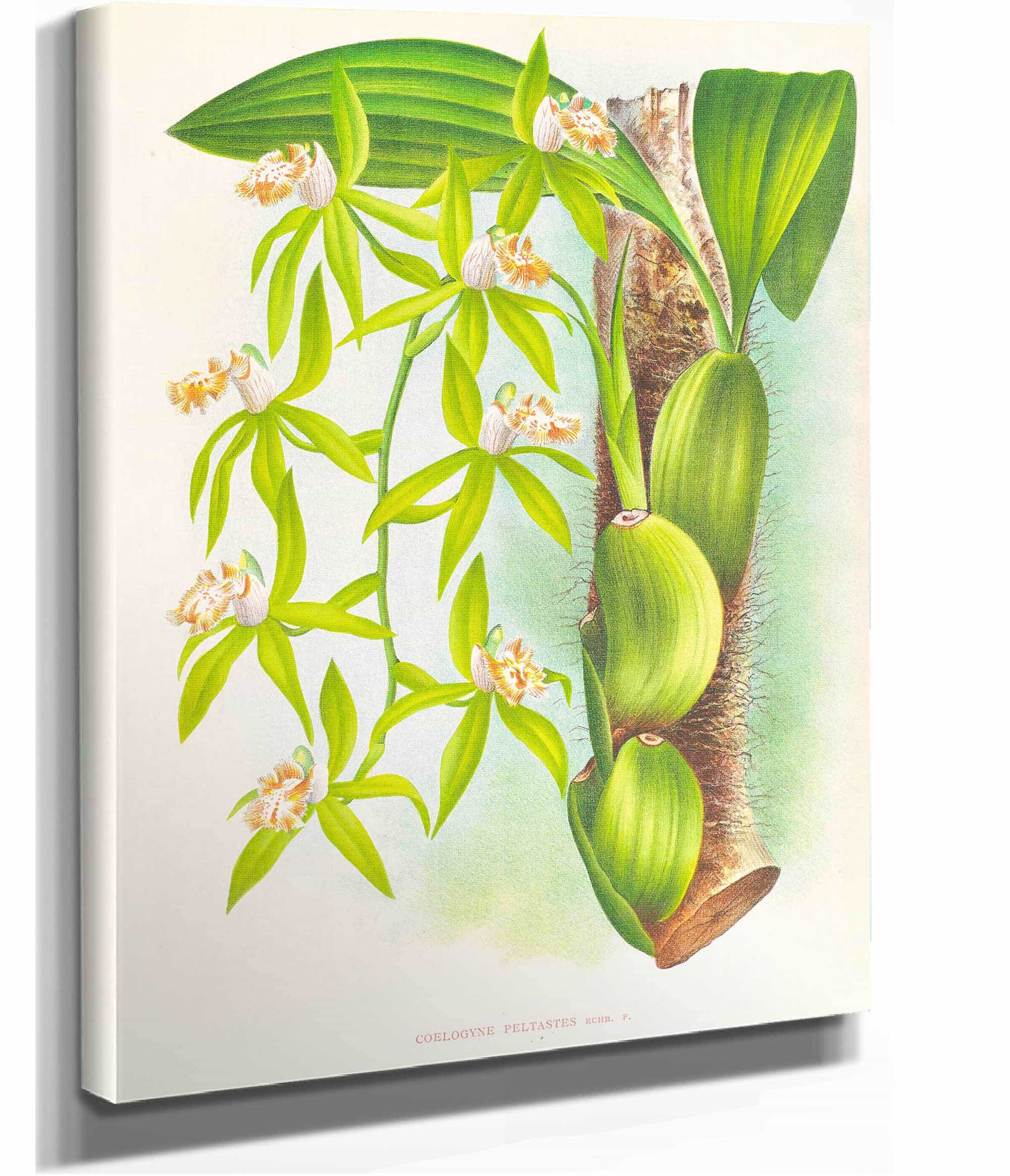 Coelogyne Peltastes by Jean Jules Linden