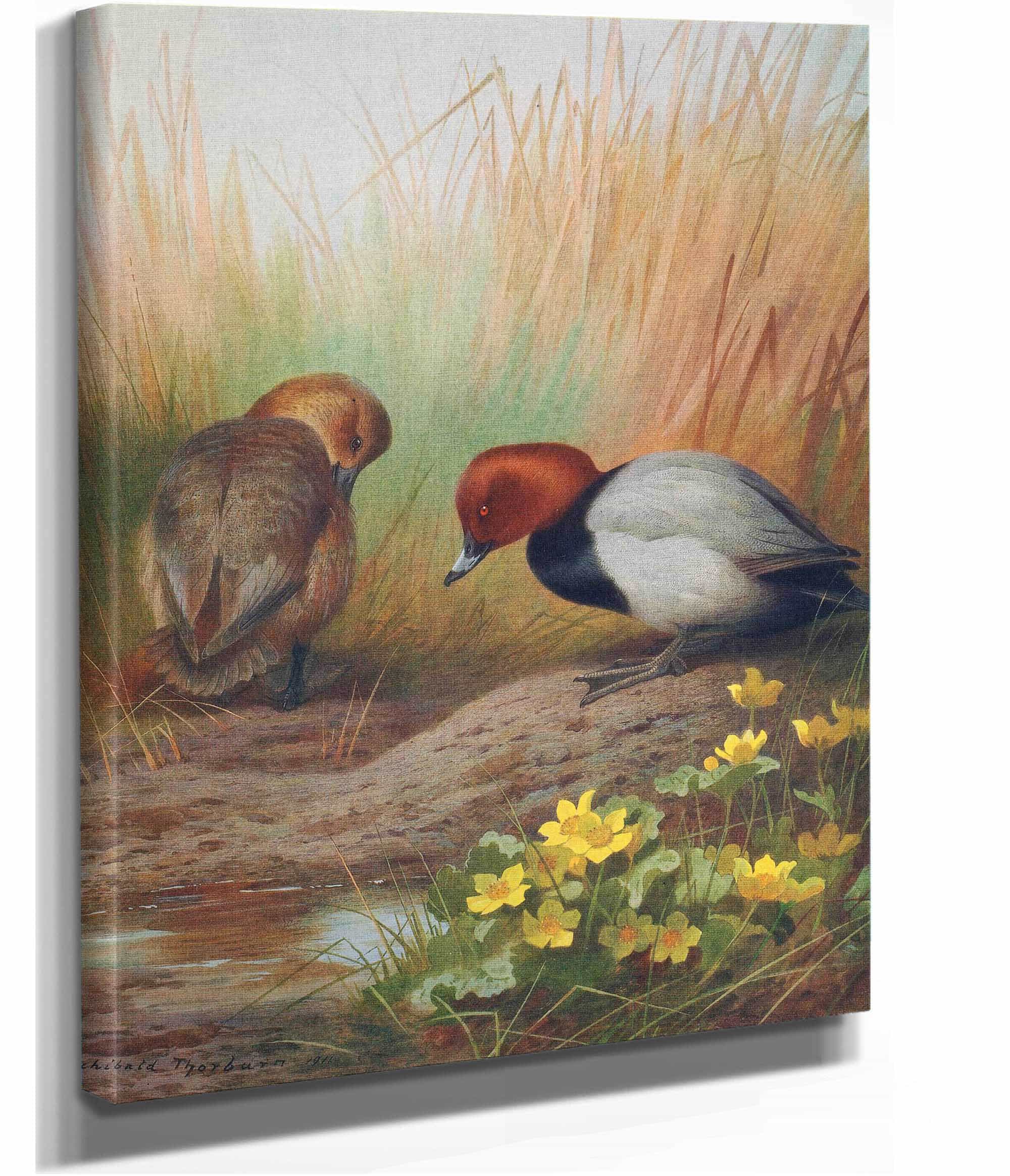 Common Pochard by Archibald Thorburn