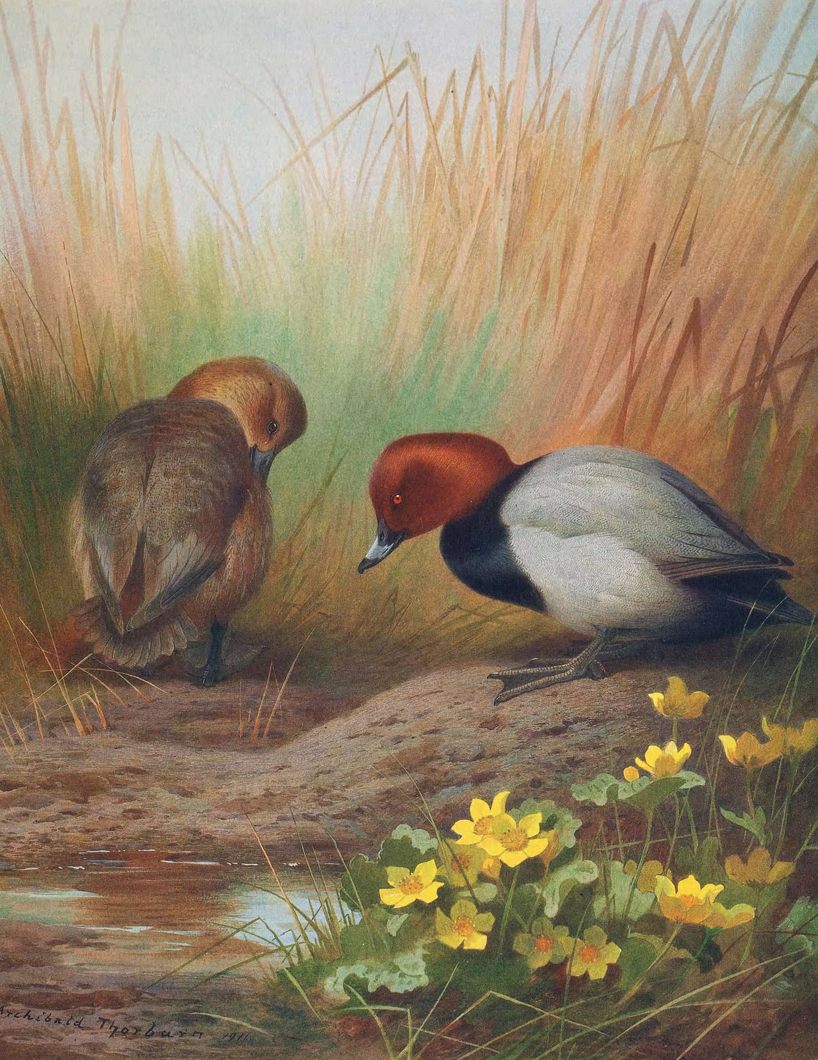 Common Pochard by Archibald Thorburn
