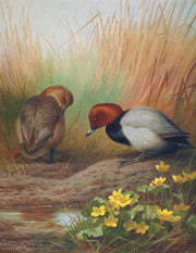 Common Pochard by Archibald Thorburn